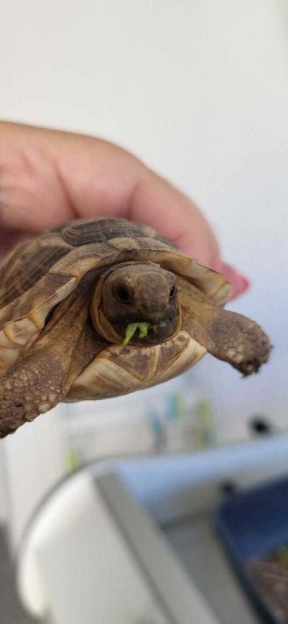 tortues Grecque 
