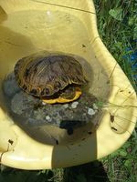   tortue de floride 