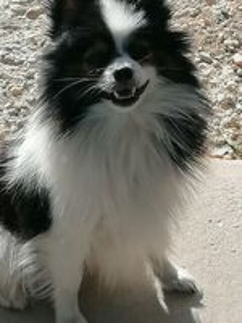   spitz  femelle  adulte   