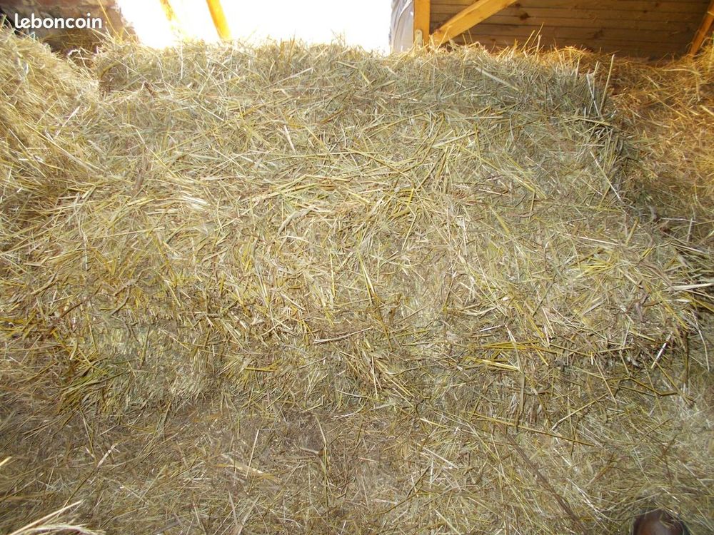   Petits ballots de foin  