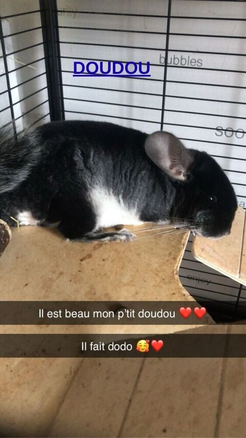 Don Chinchillas 0 02200 Soissons