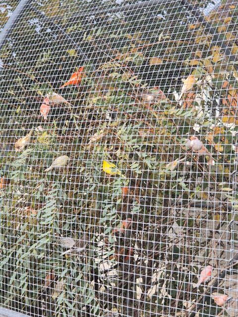 14 Canaris de 2024 et 2025 
25 51150 Aulnay-sur-marne