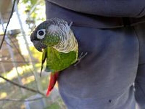   Conure de molina EAM à réserver  
