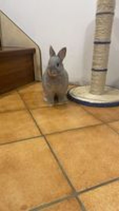   Donne mon lapin Panpan 