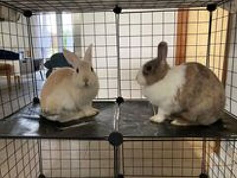   Caiuspupus et Coca, lapins nains à adopter 
