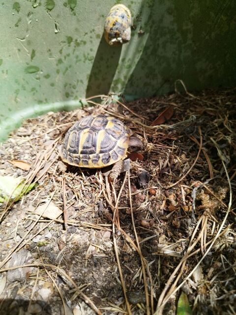 Tortue de terre 40 30320 Marguerittes