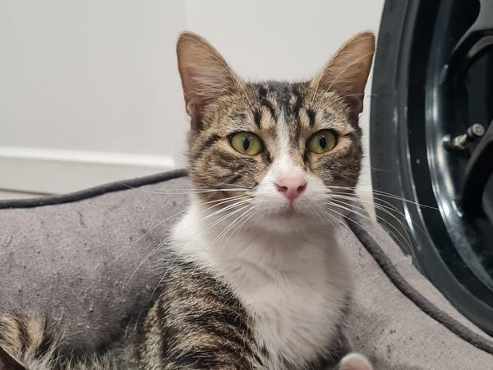   Rhéa à l adoption 