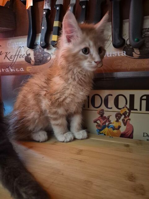 Maine coon 850 78980 Saint-illiers-le-bois