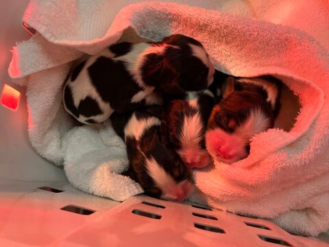 Adorables Cavaliers King Charles 0 80100 Abbeville