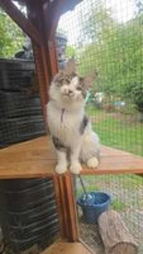   Maine Coon. Chatons disponibles  