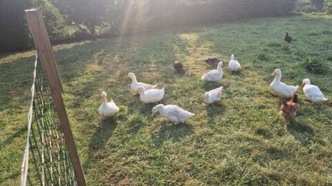 Canards 20 14250 Lingvres