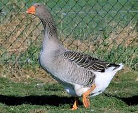Oie femelle et jar male blanc ou cendré 34 77540 Courpalay