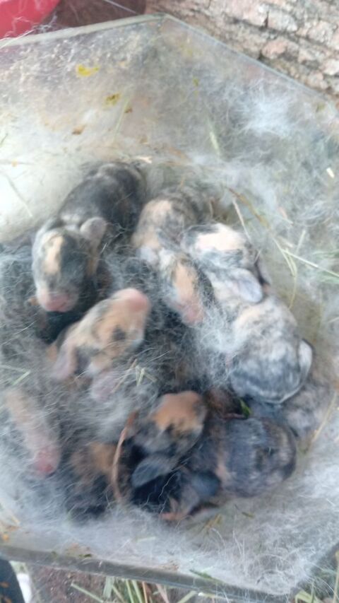 Lapins 15 19400 Argentat