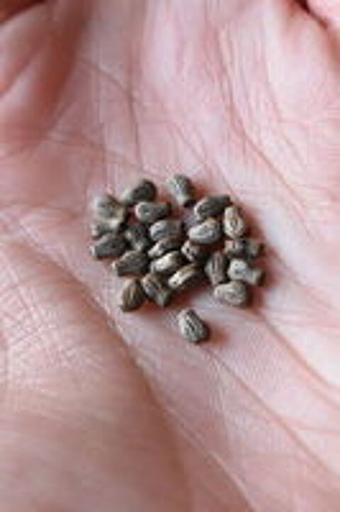   Lot d'oeufs Phyllium philippinicum 