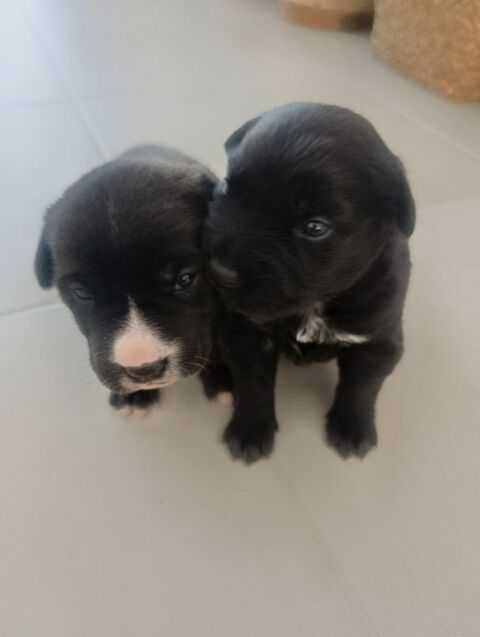 ? &Agrave; r&eacute;server : 2 chiots type Shar-pei n&eacute;s le 09/05/2026 ?
0 82100 Castelsarrasin