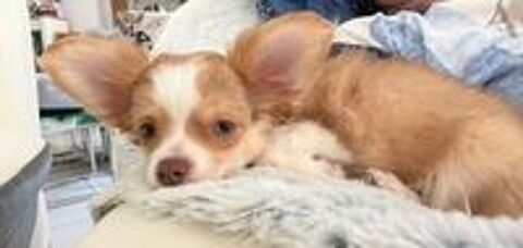   chiot chihuahua poils long  male fauve 850€
Non lof 