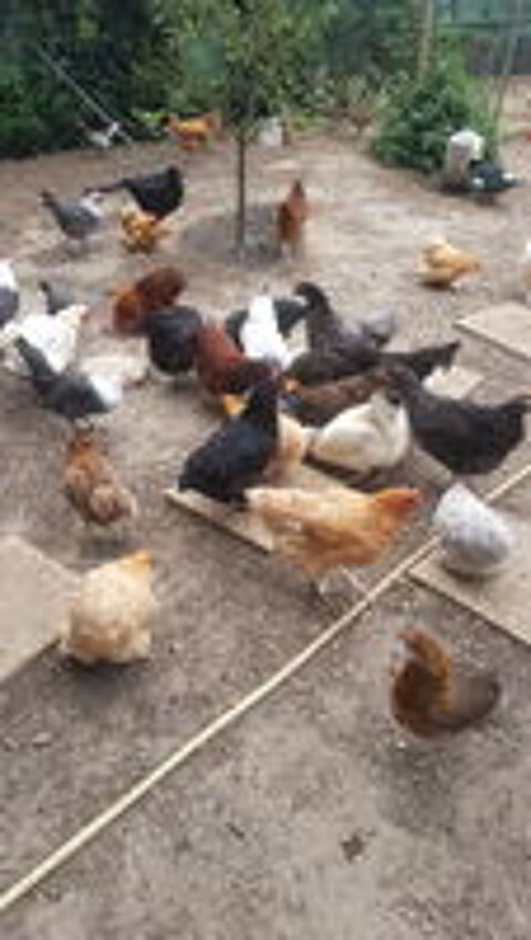   Poules pondeuses brahma et faverolle grande race 