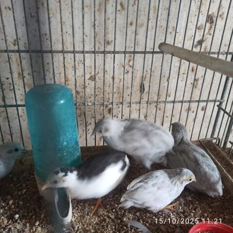 Cailles de chine 18 77400 Saint-thibault-des-vignes