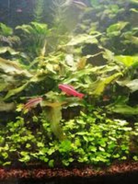   Poissons d' aquarium Barbus cerise 