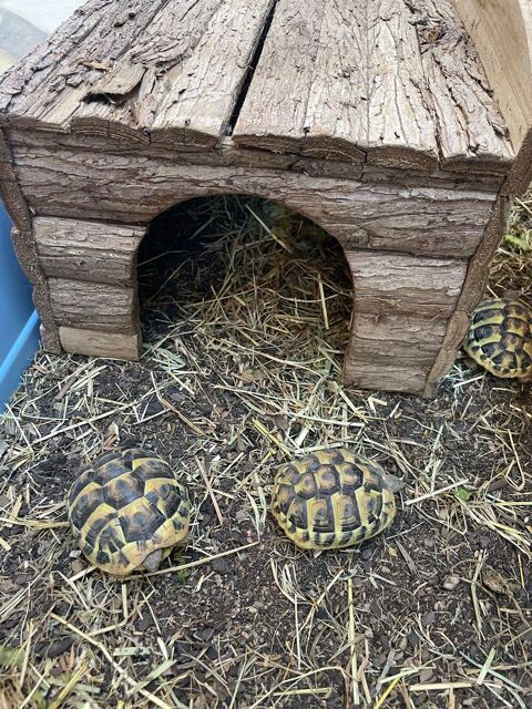Cabane tortues 40 Narbonne (11)