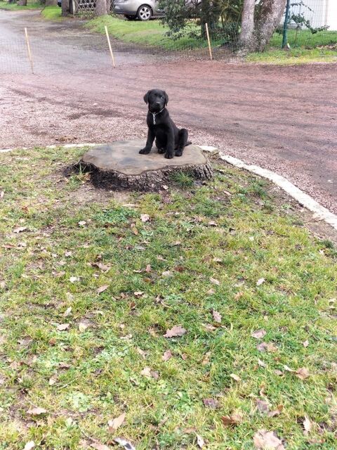 LABRADORS NOIRS 350 44310 La limouzini�re