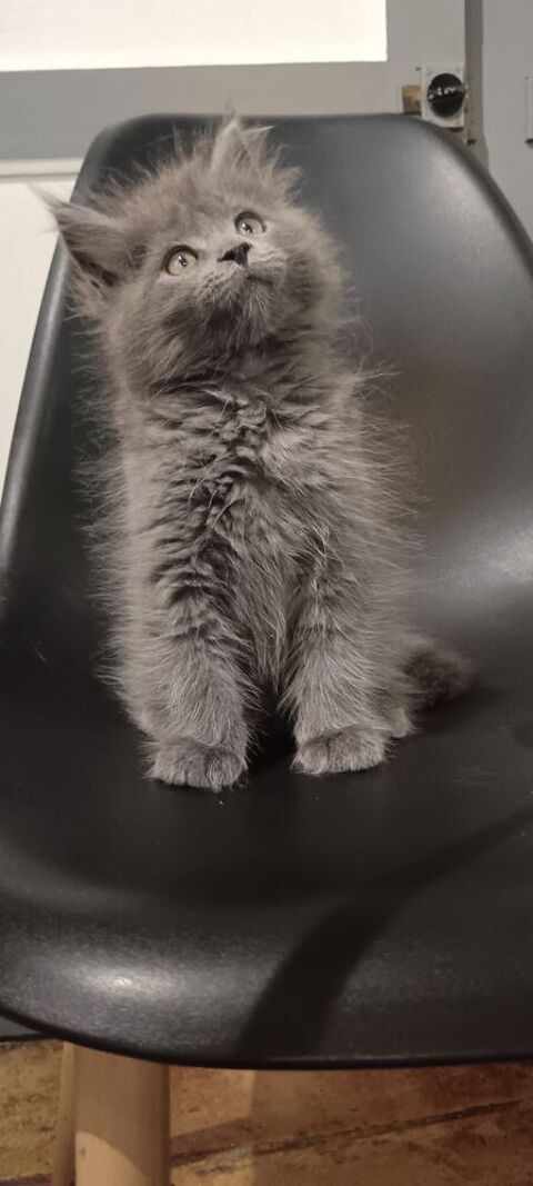 3 magnifiques Chatons maine coon 550 81630 Saint-urcisse