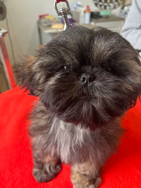 Sublime petite femelle chiot shih tzu lof fauve bring&eacute; 1800 58350 Nannay