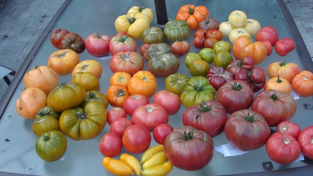 grand plants de tomates bio non hybride Jardin