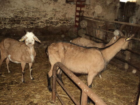 ch&egrave;vres pleines 130 79220 Champdeniers-saint-denis