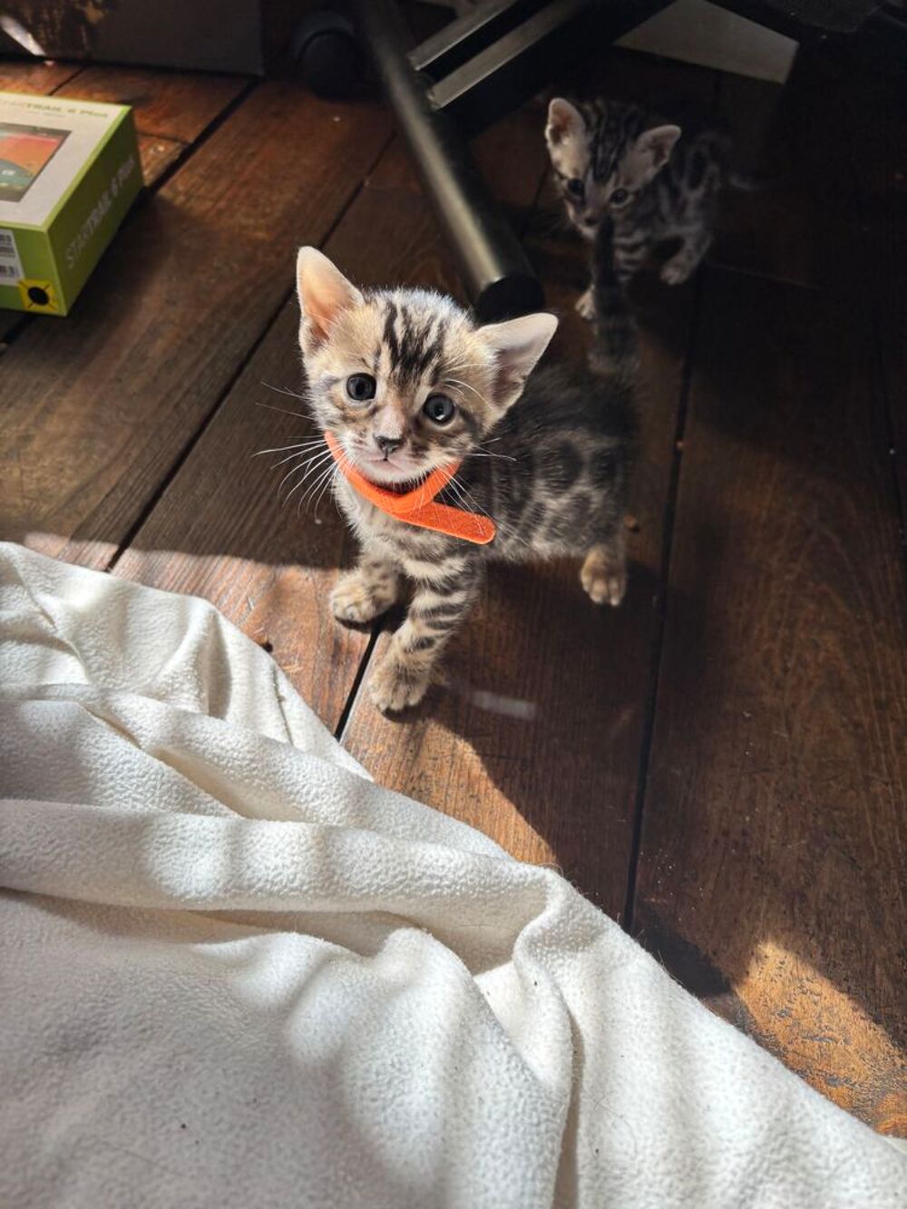   Magnfique portée de Bengal silver & brown LOOF 