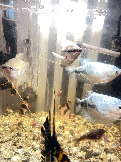 Poisson gourami adultes 2 bleu et 2 gris 20 57550 Falck