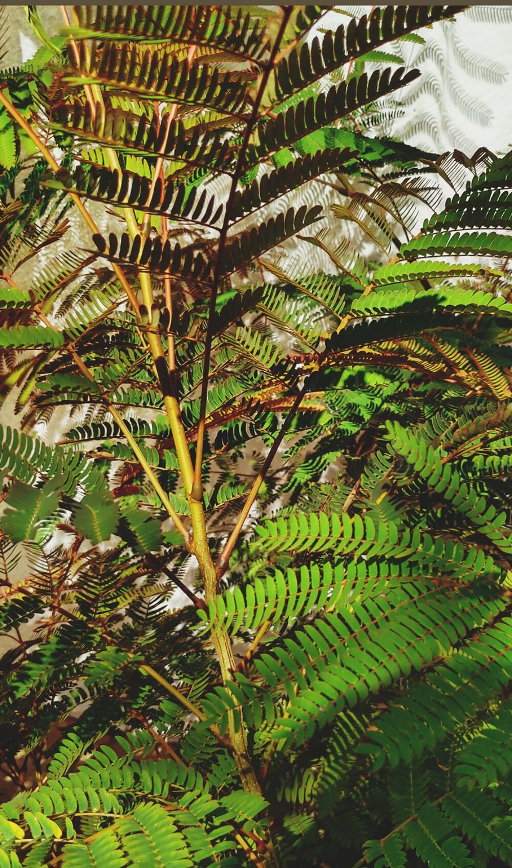 albizia Jardin