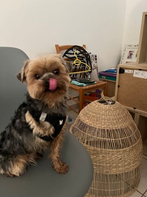 SAILLIE YORKSHIRE 200 07200 Saint-sernin