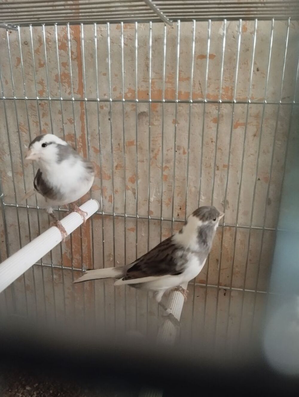   Canaries  