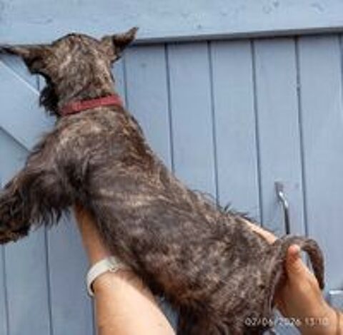   Scottish terrier bringée 