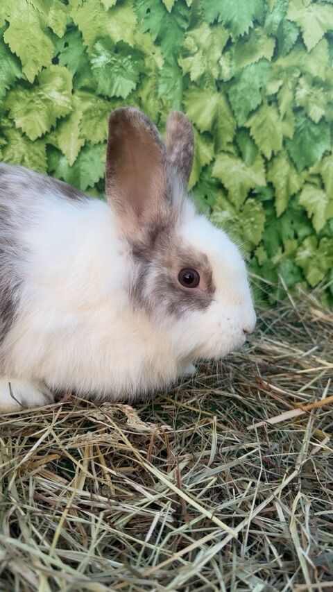 Lapins têtes de lions 25 60420 Saint-martin-aux-bois