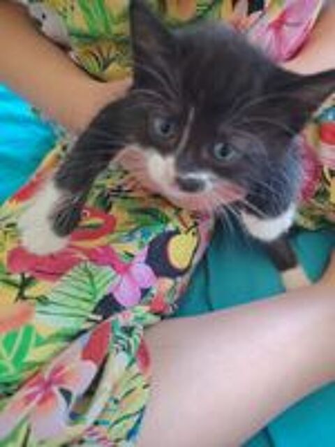   Donne chatons  