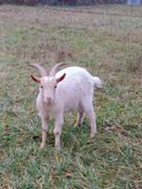   CHEVREAU - CHEVRE - BOUC 