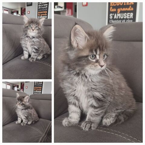 MAINE COON LOOF LABEL OR 1000 72250 Parign-l'vque