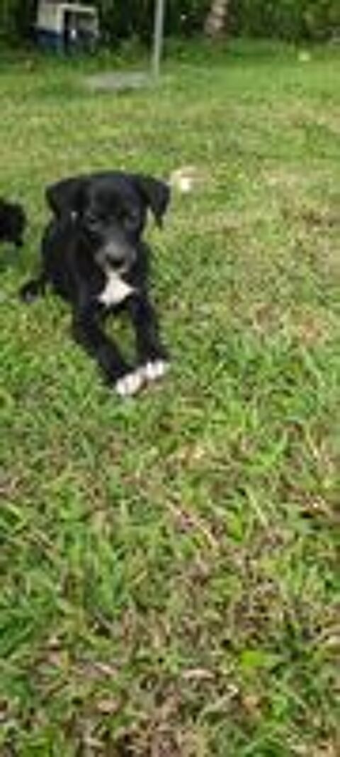   Belko, mle X berger, n le 26/09/2025 🐶 