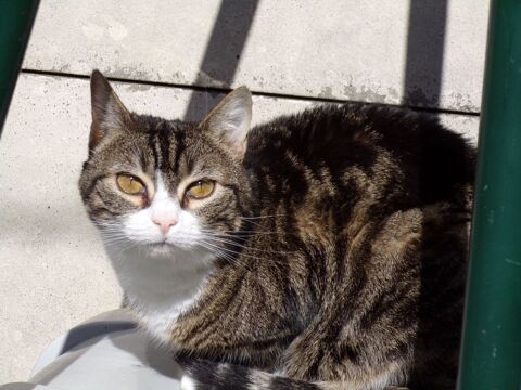urgent pour ODY 4 ans  adopter 76220 Gournay-en-bray
