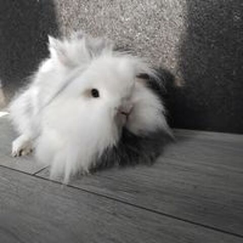   Lapin tete de lion mâle et femelle ( un lapin = 20€ )  
