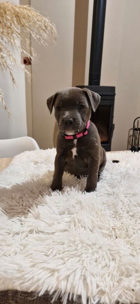 Chiots staffies  1600 60650 Saint-aubin-en-bray