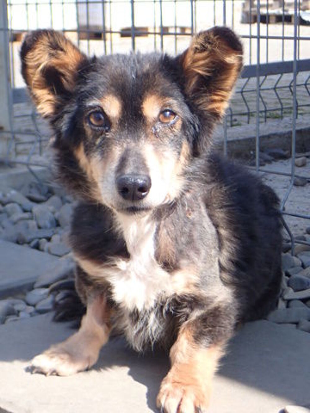   Oldie à l'adoption 