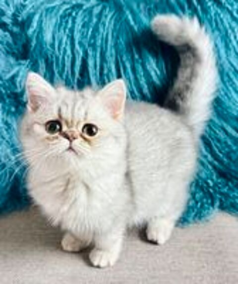   CHATON MALE EXOTIC SHORTHAIR DISPONIBLE TOUT SUITE 