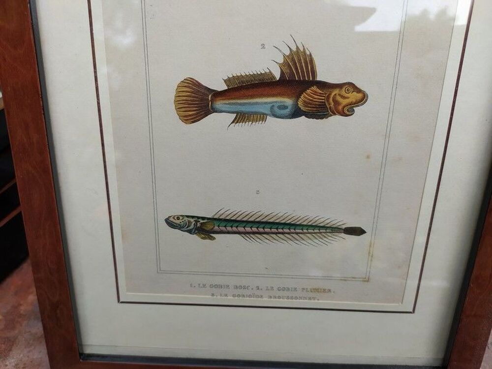 Planche Sciences Naturelles XIX&egrave;me. Poisson Le Gobie Décoration