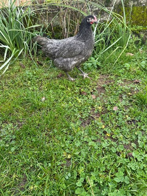 Poule pondeuse 7 86300 Chapelle-viviers