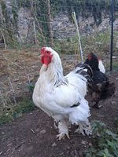   Coq Brahma  