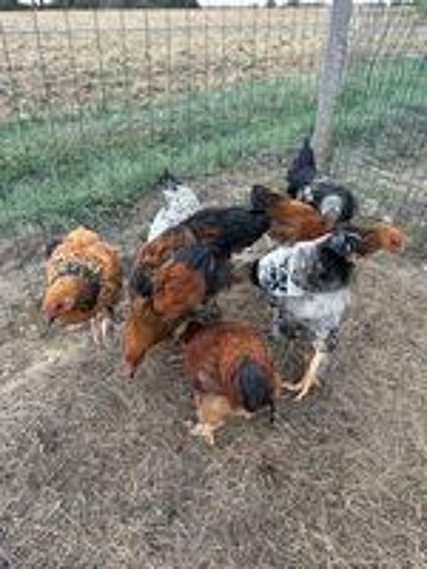   Coq 