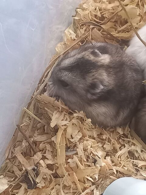 Hamster russe adulte 73000 Chambry